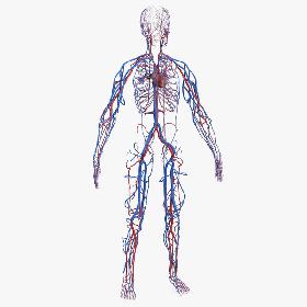 Human Cardiovascular System Full Body model
